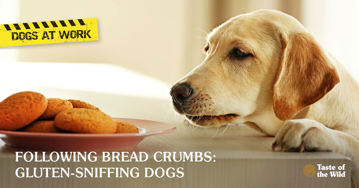 can dogs have bread crumbs