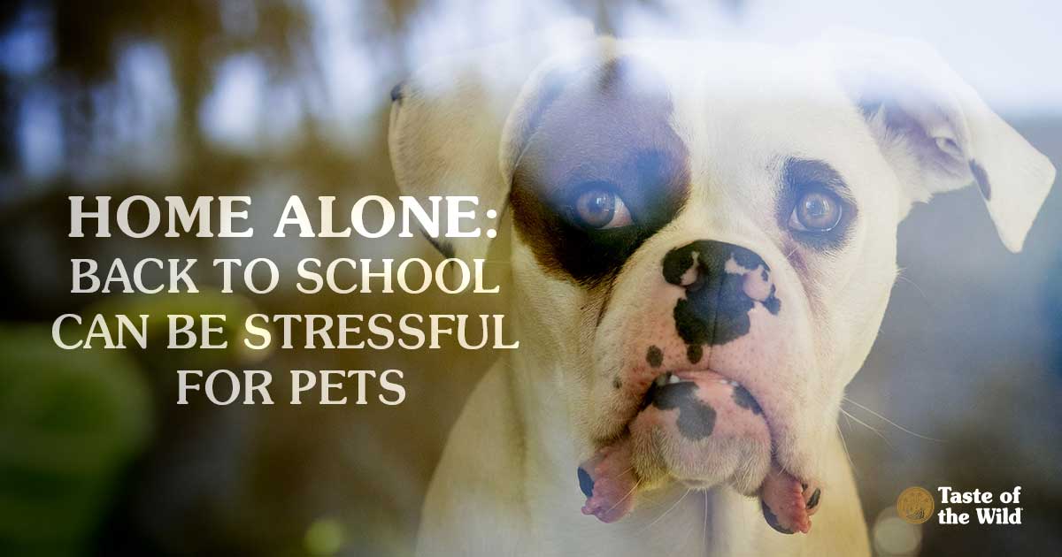why we should have dogs at school